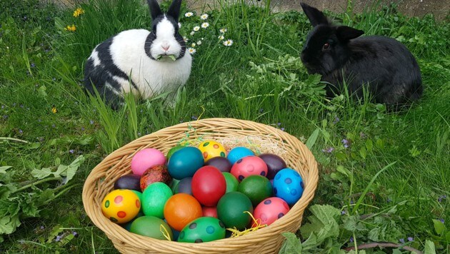 Der Osterhase ist im Osterbrauchtum ein Hase, der Eier bemalt und diese im Garten versteckt. (Bild: APA/BIRGIT EGARTER)