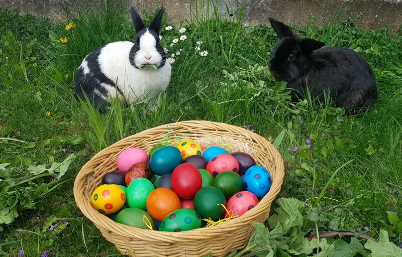 Der Osterhase ist im Osterbrauchtum ein Hase, der Eier bemalt und diese im Garten versteckt. (Bild: APA/BIRGIT EGARTER)