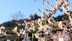 Die pastellfarbene Marillenblüte gab es vor zwei Wochen in der Wachau zu bewundern (Bild: Molnar Attila)