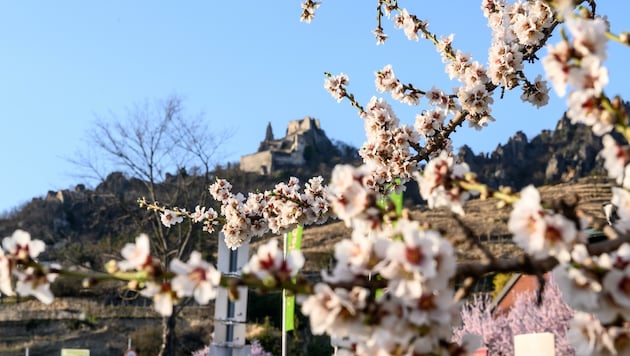 Die pastellfarbene Marillenblüte gab es vor zwei Wochen in der Wachau zu bewundern (Bild: Molnar Attila)