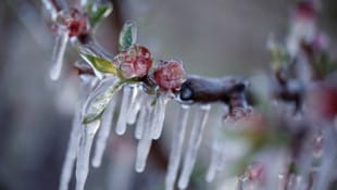 Für blühende Obstbäume sind Morgenfröste im Frühjahr schädlich. (Bild: zonch - stock.adobe.com)