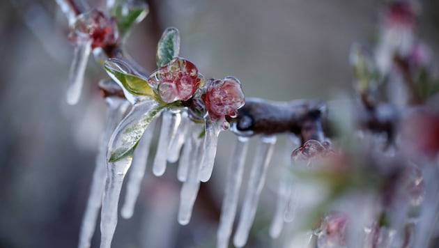 Las heladas matinales de primavera son perjudiciales para los frutales en flor. (Bild: zonch - stock.adobe.com)