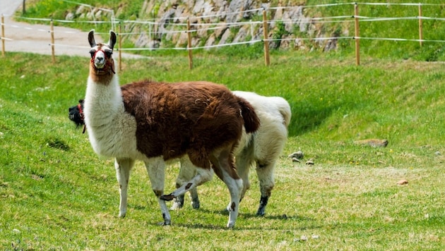 Lamas werden auch als Herdenschutztiere eingesetzt. (Bild: Stiplovsek Dietmar)