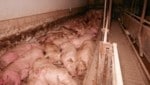 Ungefähr 300 Schweine leben dicht gedrängt auf Beton-Spaltenböden, bevor sie getötet werden. (Bild: VGT.at)