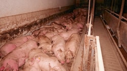 Ungefähr 300 Schweine leben dicht gedrängt auf Beton-Spaltenböden, bevor sie getötet werden. (Bild: VGT.at)