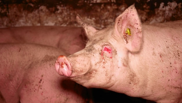 In diesem erbärmlichen Zustand wurden Dutzende Schweine aus dem Maststall gerettet. (Bild: VGT.at)