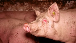 Viele Schweine leiden an blutig abgebissenen Schwänzen, entzündeten Augen und eitrigen Abszessen. (Bild: VGT.at)
