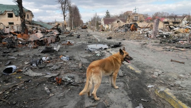 Ein Hund streift um zerstörte Häuser und russische Militärfahrzeuge in Butscha. (Bild: ASSOCIATED PRESS)