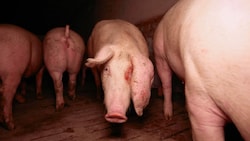 Nicht nur Vollspaltböden sind eine Tortur; auch Augenlid-Entzündungen plagen diese Mastschweine bei null Tageslicht. (Bild: VGT.at)