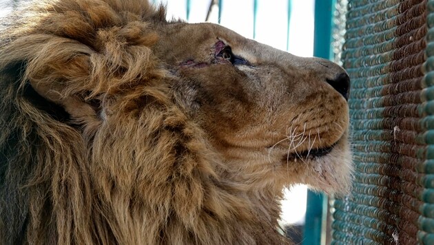 Dieser Löwe hatte Glück: Er wurde von einem ukrainischen Zoo nach Rumänien evakuiert. (Bild: The Associated Press)