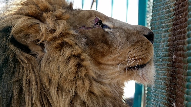 Dieser Löwe hatte Glück: Er wurde von einem ukrainischen Zoo nach Rumänien evakuiert. (Bild: The Associated Press)