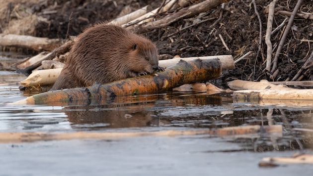 Beavers persistently collect branches and use them to build their dams on streams (symbolic image). (Bild: stock.adobe.com - dpep 2019)