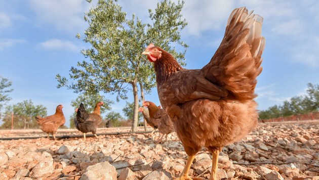 Glückliche Hühner sind in Kroatien in der Minderheit (Bild: EXPA/ PIXSELL/ Dino Stanin)