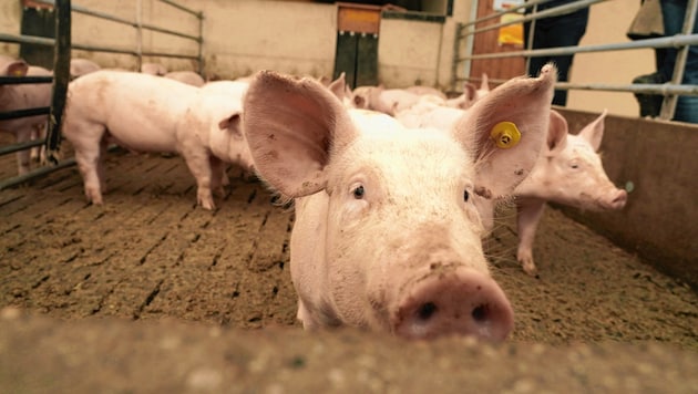 Vollspaltenböden in der Schweinehaltung stehen seit Jahren in der Kritik. (Bild: Sepp Pail)