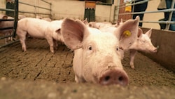 Bei den Vollspaltenböden für Schweine wurde ein Kompromiss ausgehandelt: Ende ja, aber mit sehr langer Übergangsfrist für die Landwirte. (Bild: Sepp Pail)