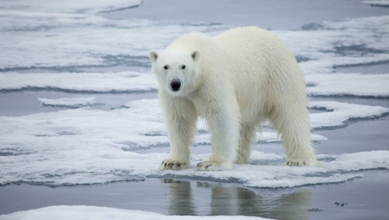 Zukunftsgefahr Klimawandel: Schmelzende Polkappen und mörderische Hitze – vor allem in Afrika – drohen weitere enorme Klimafluchtbewegungen auszulösen. (Bild: KT MILLER)