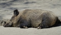 Wildschwein (Symbolbild) (Bild: Rubina Bergauer)