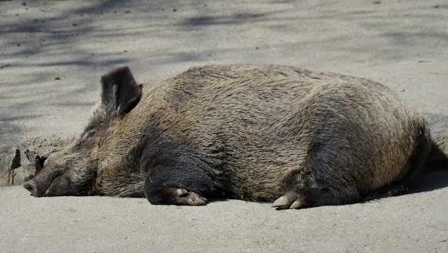 Wildschwein (Symbolbild) (Bild: Rubina Bergauer)