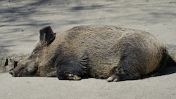 Wildschwein (Symbolbild) (Bild: Rubina Bergauer)