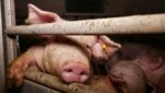 El sufrimiento de los cerdos en Austria es sistemático: 