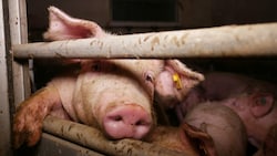 Das Schweineleid in Österreich ist systematisch - „diese Tierqual ist kein Einzelfall!“, mahnt der Verein gegen Tierfabriken auf seiner Website. (Symbolbild) (Bild: VGT.at)