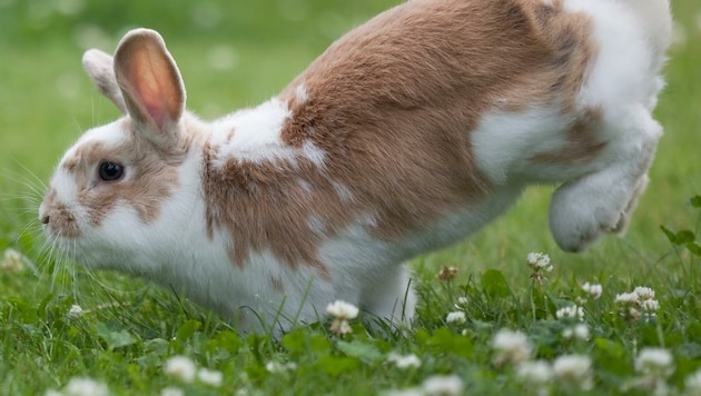 Kaninchen brauchen Gemüse und Grünfutter, zudem Spielgefährten und ausreichend Platz zum Hoppeln (Bild: TiKo)
