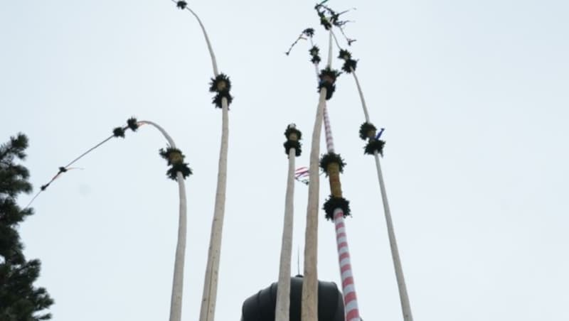 Protzend lehnen sie sich an die Imster Pestkapelle, die „längsten Palmlatten der Welt“. (Bild: Daum Hubert)