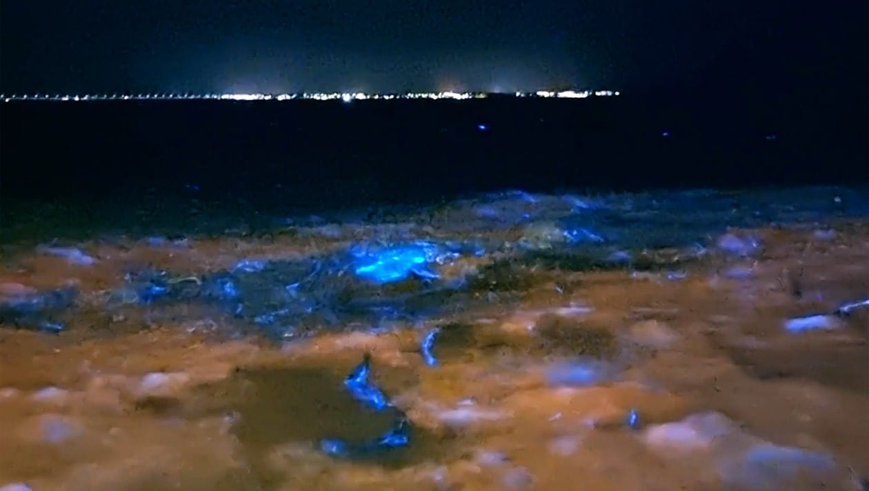 Naturphänomen gefilmt - Algen lassen Meer vor Australien blau aufleuchten |  krone.at