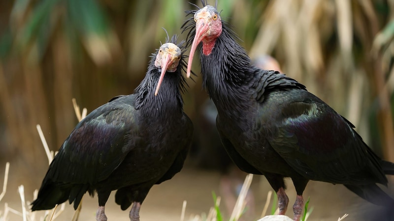 Two bald ibises made of flesh and blood (Bild: Daniel Zupanc)