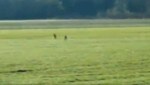 Autolenker filmten die beiden Wölfe, die neben der Drautalstraße liefen. (Bild: zVg)