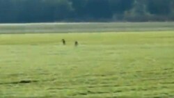 Autolenker filmten die beiden Wölfe, die neben der Drautalstraße liefen. (Bild: zVg)