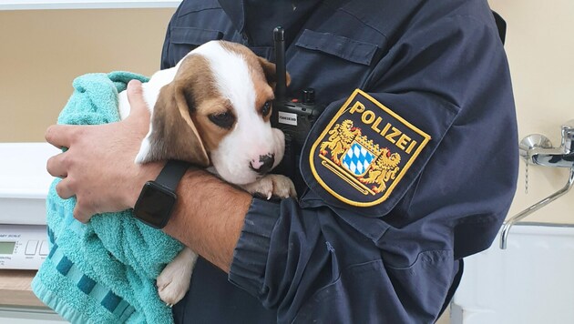 Einer der beiden geretteten Beagle-Welpen. (Bild: Zentrale Einsatzdienste Neu-Ulm)