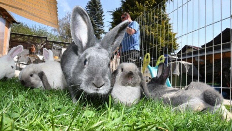 Im Garten fühlen sich die Mümmelmänner so richtig wohl. (Bild: Andreas Fischer)