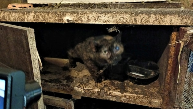 Ein Bild des Jammers: Aus diesem Holzverschlag holten die Retter eine Katzenomi, die darin ihr tristes Leben fristete! (Bild: zVg)