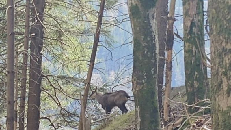 Mit etwas Glück entdeckt der Wanderer auch Gämse. (Bild: Rubina Bergauer)