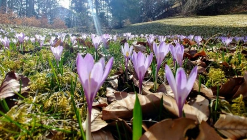 Krokusse sorgen für farbige Akzente entlang des Weges. (Bild: Rubina Bergauer)