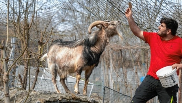 Los animales favoritos de Stephan son las cabras.  (Imagen: Bienestar Animal Austria)
