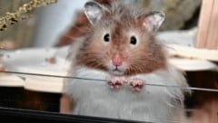 Hamster sind nachtaktiv. Jegliches Aufwecken am Tag verkürzt ihr Leben. (Bild: Gabi Kiendl)