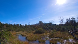 Moorgebiet in Vorarlberg  (Bild: APA/MARKUS GRABHER)