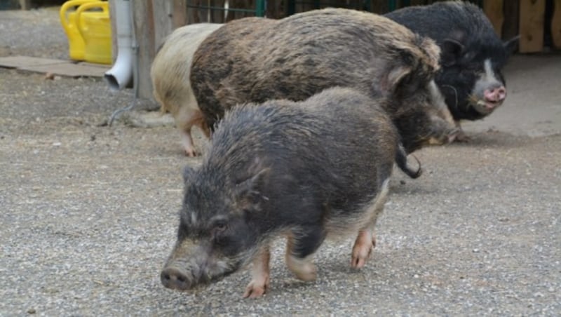 Diese Schweinchenbande lebt auch am Hof Sonnenweide. (Bild: Charlotte Titz)