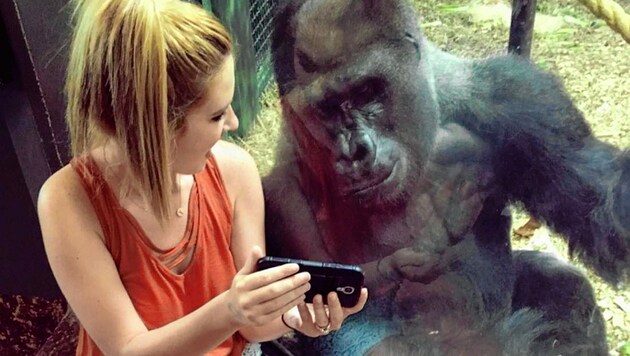 Zoobesucher zeigten dem Gorilla Fotos und Videos - „Amare“ war fasziniert. (Bild: Kronen Zeitung)