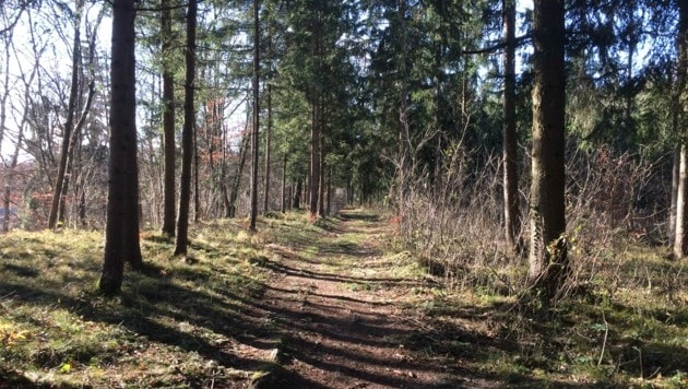 Ein 4000 Quadratmeter großes Waldstück des ehemaligen KZ-Lagergeländes Gunskirchen wurde nun angekauft (Bild: MKÖ)
