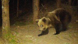 Dieser Bär wurde im Pitztal von einer Wildkamera aufgenommen. (Bild: Land Tirol (privat))