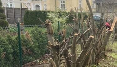 Nur Stümpfe blieben von den Bäumen im Pöschlpark über. (Bild: Polizei OÖ)