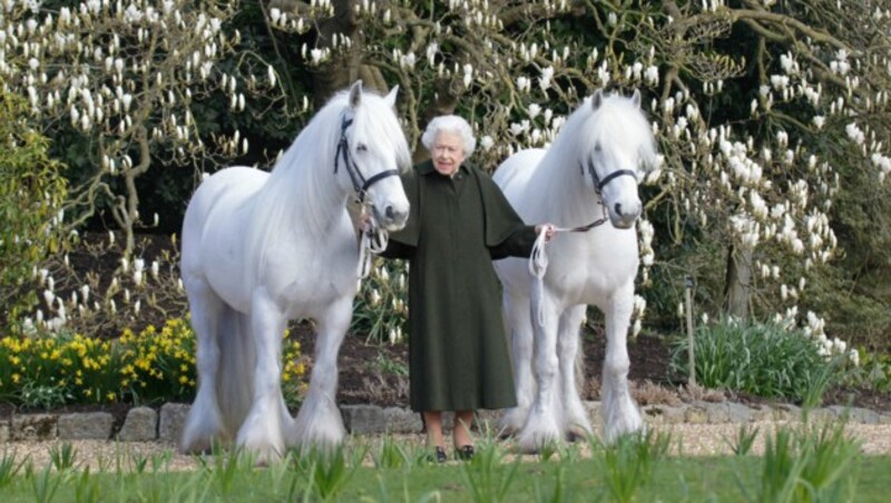 Queen Elizabeth mit ihren schneeweißen Ponys „Bybeck Katie“ und „Bybeck Nightingale“ (Bild: APA/Henry Dallal/ROYAL WINDSOR HORSE SHOW/AFP)