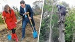 Bei jeder neuen Baumpflanzung sind die Politiker schnell mit der Schaufel für ein Foto zur Hand. Wenn Kettensägen Naturjuwele vernichten, soll das möglichst heimlich passieren. (Bild: Krone KREATIV)