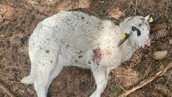 Zahlreiche Schafe wurden im Mölltal bereits gerissen. (Bild: Egger)