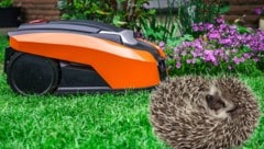 Igel ergreifen bei Gefahr nicht die Flucht, sondern rollen sich ein. Aber sie sind nicht die Einzigen, denen durch Roboterrasenmäher Gefahr droht. (Bild: Krone KREATIV; stock.adobe.com)