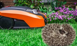 Igel ergreifen bei Gefahr nicht die Flucht, sondern rollen sich ein. Aber sie sind nicht die ...