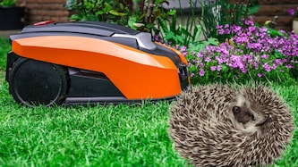 Igel ergreifen bei Gefahr nicht die Flucht, sondern rollen sich ein. Aber sie sind nicht die Einzigen, denen durch Roboterrasenmäher Gefahr droht. (Bild: Krone KREATIV; stock.adobe.com)